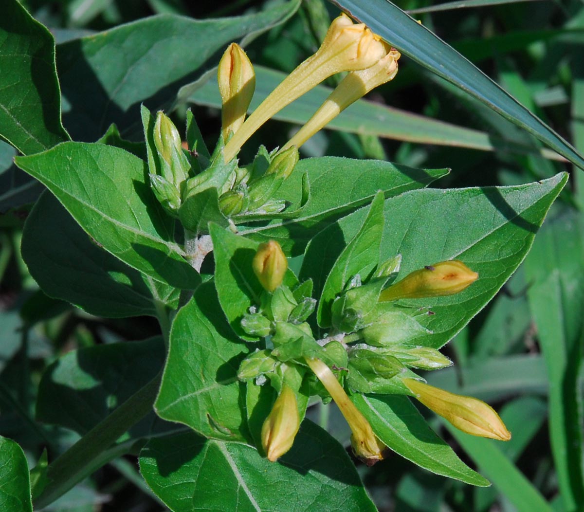 geschlossene Blüten